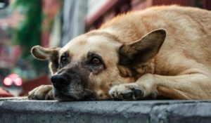 animais de rua
